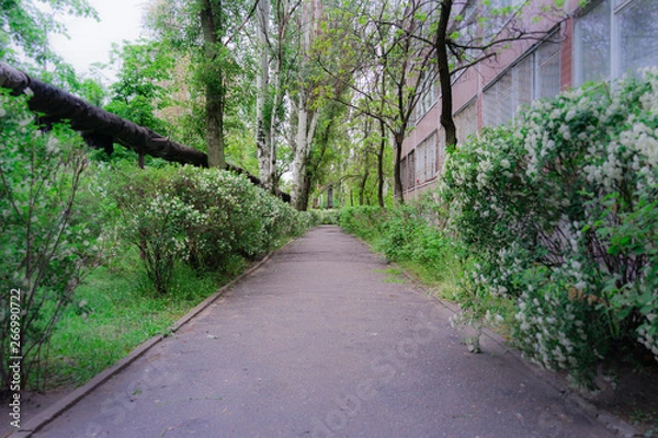 Obraz path in the park