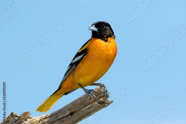 Fototapeta Male Northern Baltimore Oriole (Icterus galbula) perched on a tree branch under a sunny blue sky.