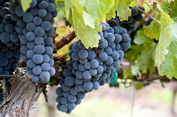 Obraz wine grapes
