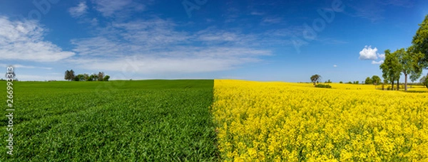 Fototapeta Rzepak - polski krajobraz wiosenny