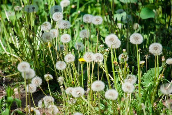 Fototapeta A fluffy ripe white round weedy dandelion is ready to send hundreds of its seeds i