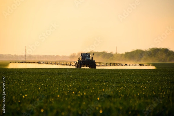 Fototapeta tractor with the help of a sprayer sprays liquid fertilizers on young wheat in the field.