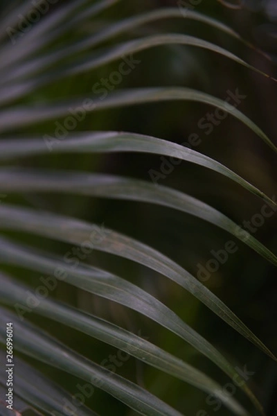 Fototapeta Palm Leaf Texture