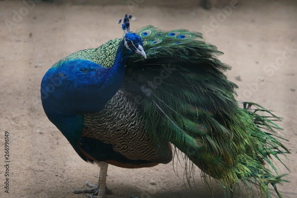 Fototapeta Peacock