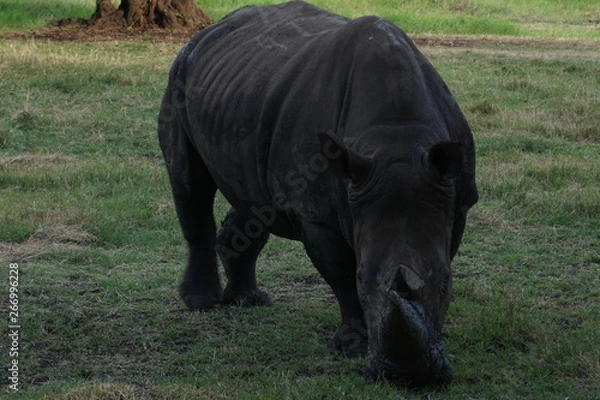Obraz Rhinoceros