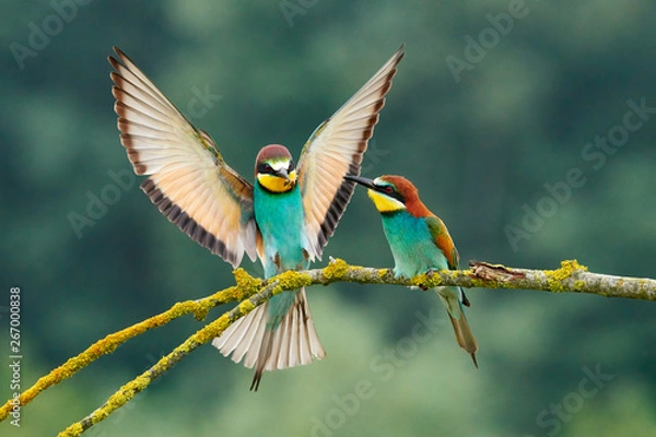 Fototapeta Żołna europejska (Merops apiaster).