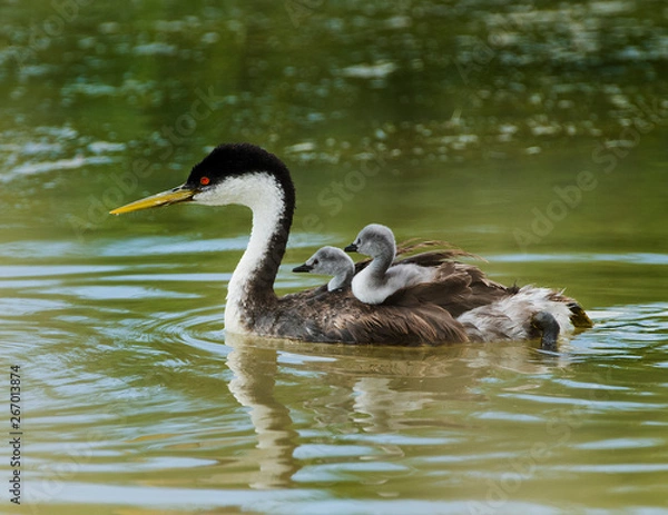 Fototapeta Grebe