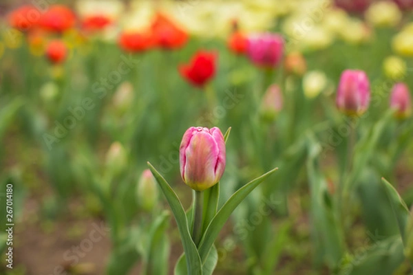Fototapeta Beautiful tulip flower and green leaf background in the garden at sunny summer or spring day, selective focus