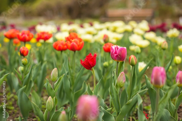Fototapeta Beautiful tulip flower and green leaf background in the garden at sunny summer or spring day, selective focus