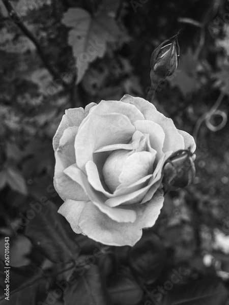 Obraz Rosa Preto e branco