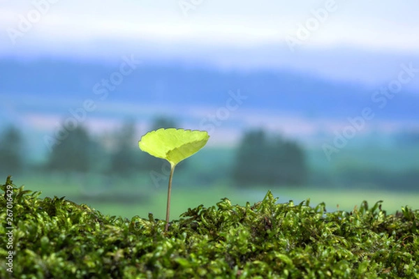 Obraz 春の野原　新しい芽