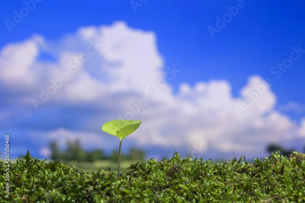 Obraz 春の野原　新しい芽