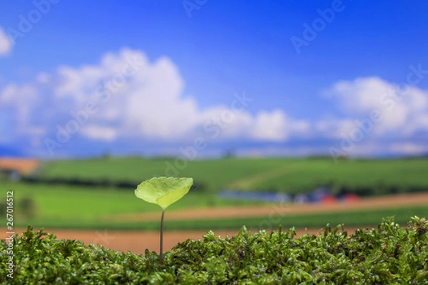 Obraz 春の野原　新しい芽