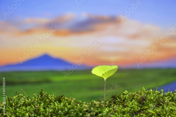 Obraz 春の野原　新しい芽