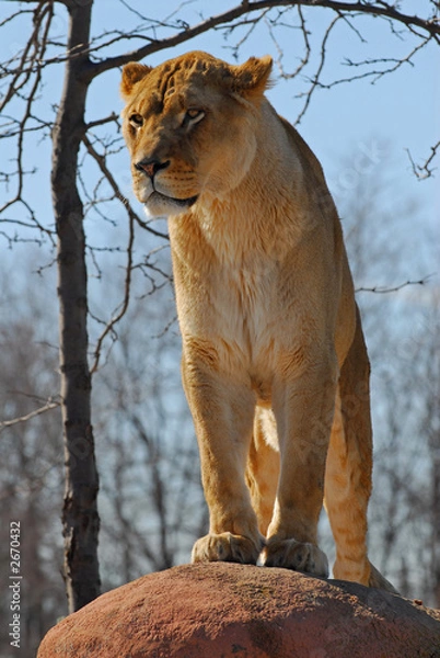 Obraz female lion