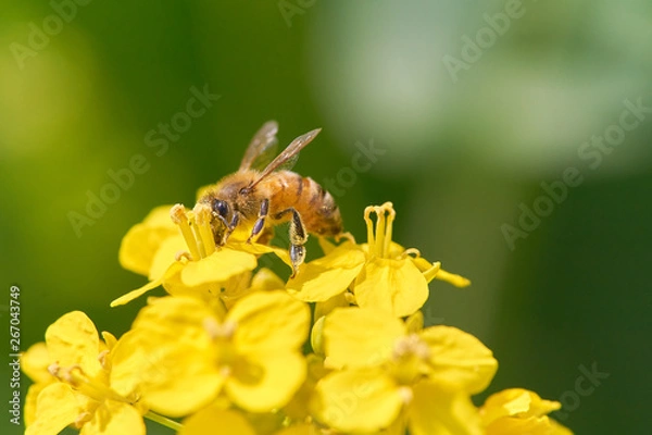Obraz ミツバチと菜の花