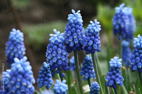 Fototapeta Mouse hyacinth