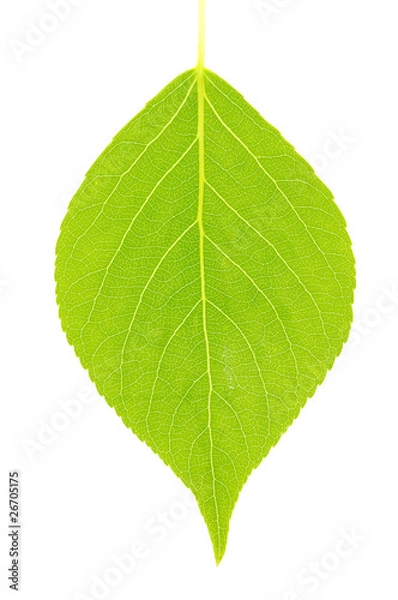 Fototapeta green leaf