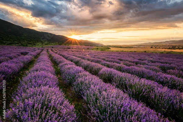 Obraz Lawendowe pole o wschodzie słońca / Oszałamiający widok z pięknym lawendowym pole o wschodzie słońca