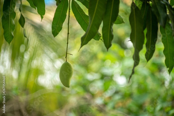 Obraz Mango fruit hang on the tree