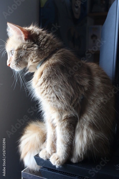 Fototapeta cat in window