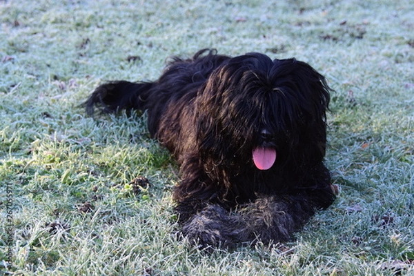 Obraz Terrier du Tibet