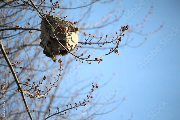 Obraz hive in the tree