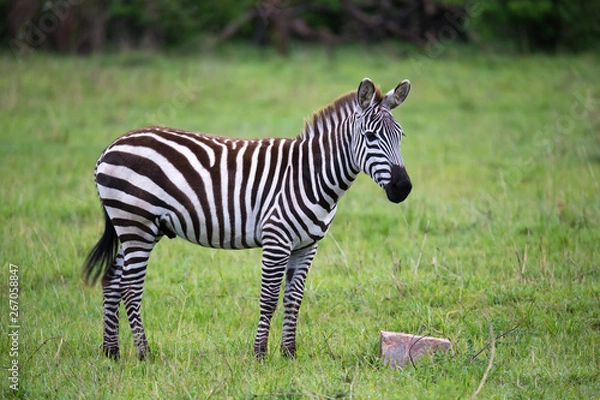 Fototapeta Zebras in the middle of the savannah of Kenya