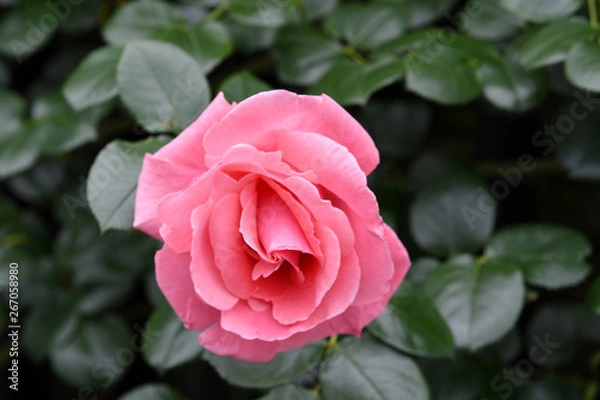 Fototapeta ピンク色のバラの花