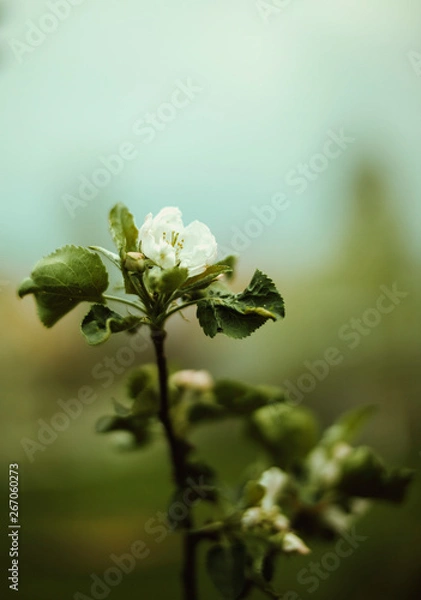 Fototapeta branch of a blossoming apple tree