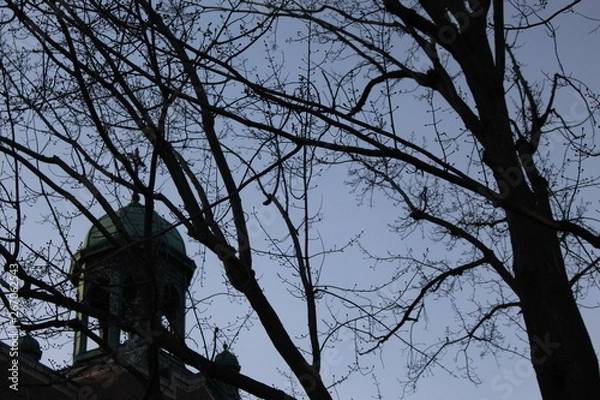 Fototapeta trees and sky
