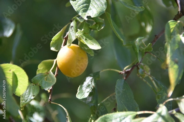 Obraz Prune jaune