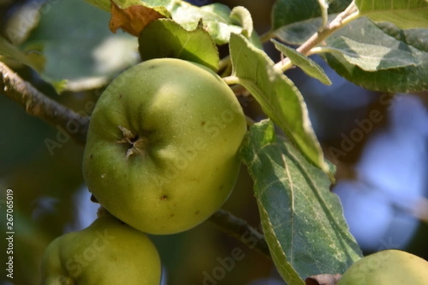Obraz Pomme verte bio