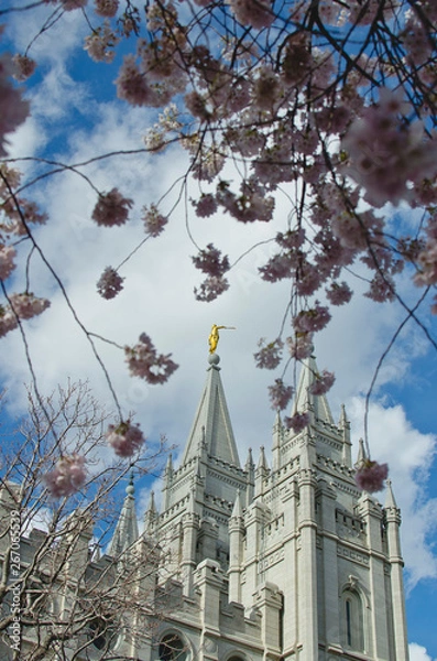 Obraz The pink cherry blossoms in the garden grounds of the salt lake temple. 