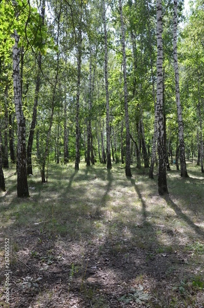 Fototapeta forest tree nature green landscape park