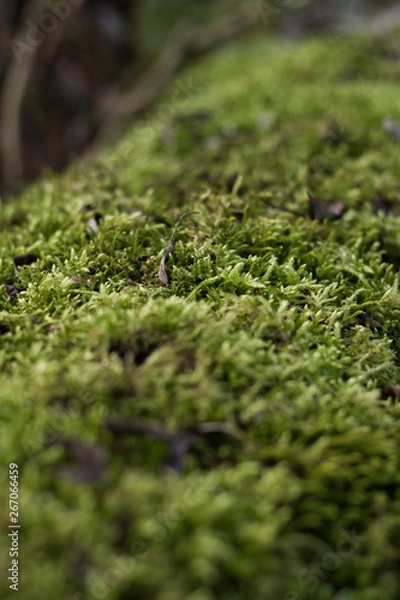 Obraz green moss pattern