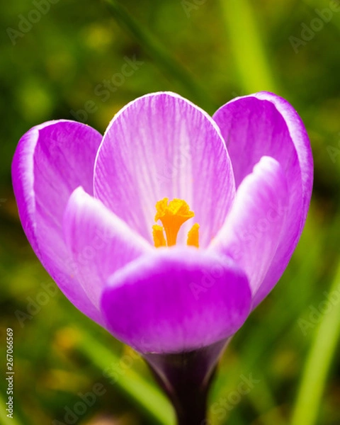 Obraz Flower Close Up Purple
