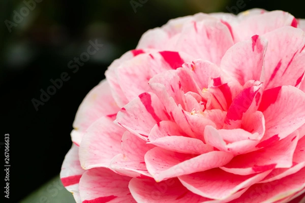 Obraz Pink Rose Petals