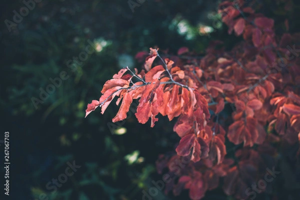 Obraz red leaves on a tree