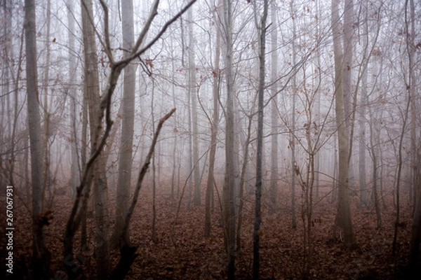 Obraz foggy forest