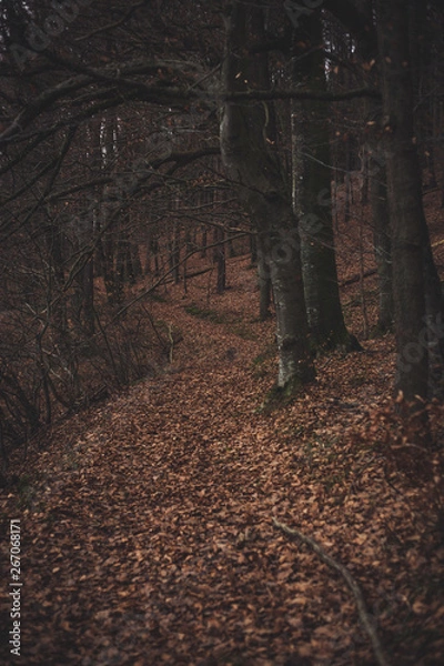 Obraz autumn forest