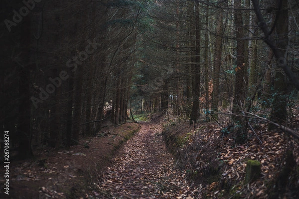Obraz autumn forest path