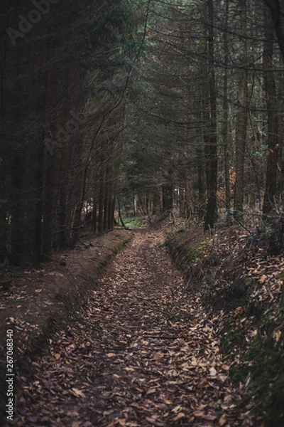 Obraz autumn forest path