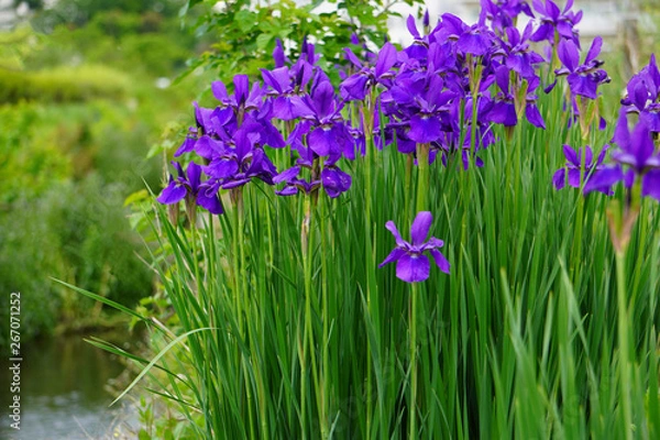 Obraz 水路の横に咲くたくさんのアヤメ