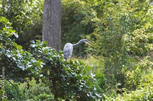 Fototapeta A heron on a tree