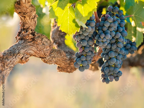 Obraz Cabernet Franc grapes on old vine at sunset