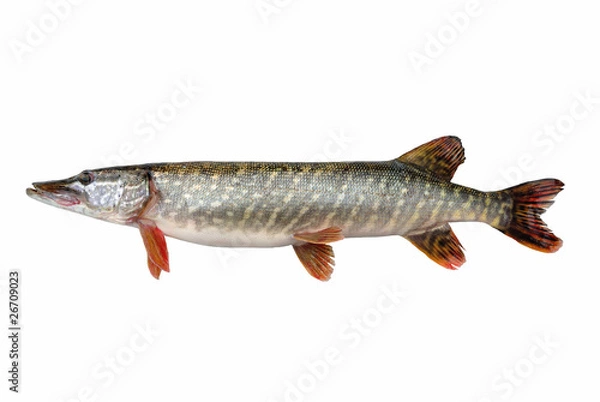 Obraz Щука обыкновенная