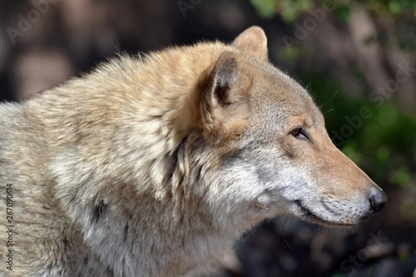 Fototapeta Gray wolf sunny spring day