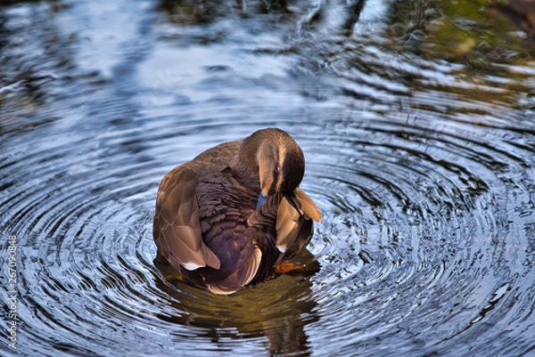 Obraz カモの毛繕い