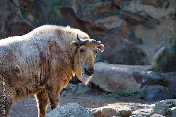 Obraz ゴールデンターキン
